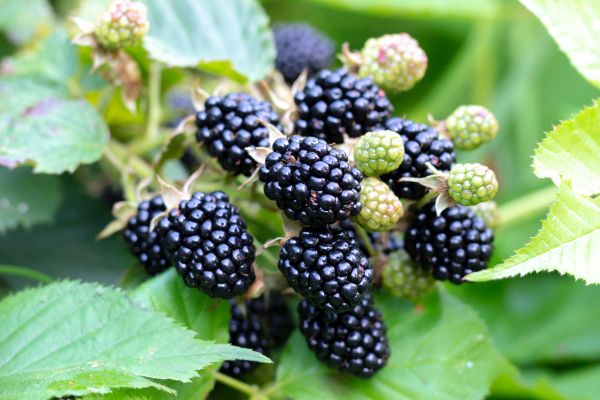 Blackberry Bush Removal in Poulsbo