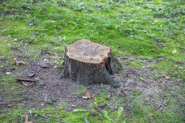 Bush Stump Removal in Poulsbo