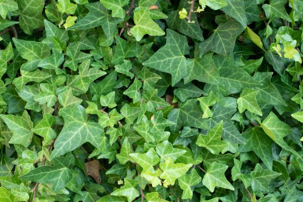 Cost of English Ivy Removal in Poulsbo