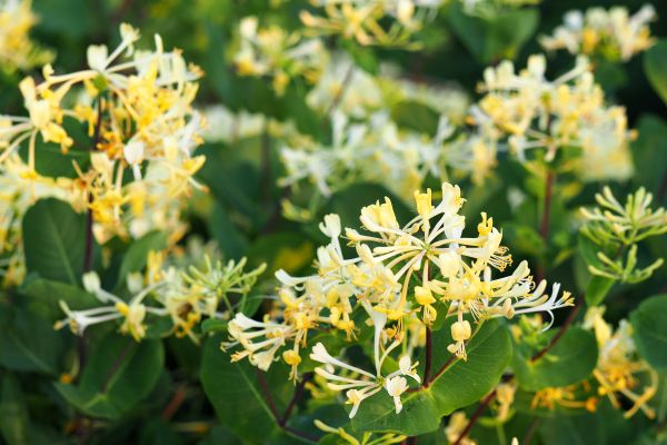 Cost of Honeysuckle Removal in Poulsbo