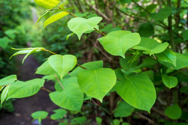 Cost of Invasive Plant Removal in Poulsbo