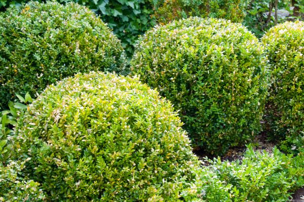 Cost of Landscape Trimming Service in Poulsbo