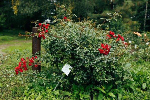 Cost of Rose Bush Removal in Poulsbo