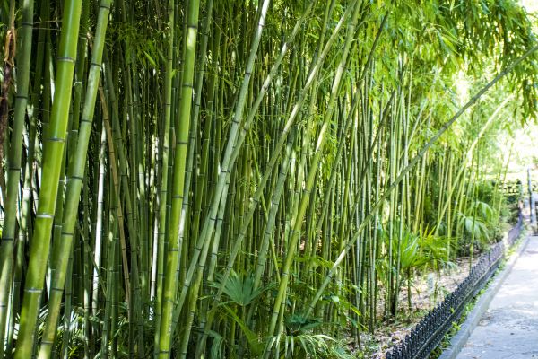 Cost of Bamboo Root Removal in Poulsbo