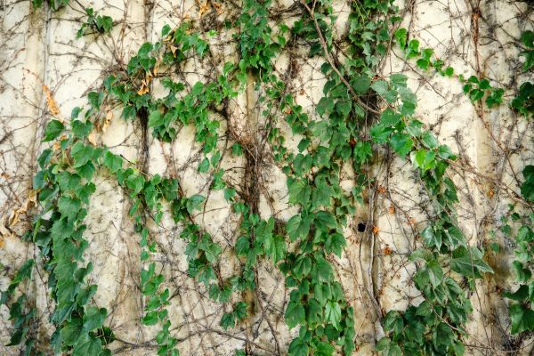 Cost of Vine Removal Service in Poulsbo