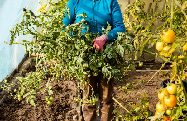 Cost of Garden Plant Removal in Poulsbo
