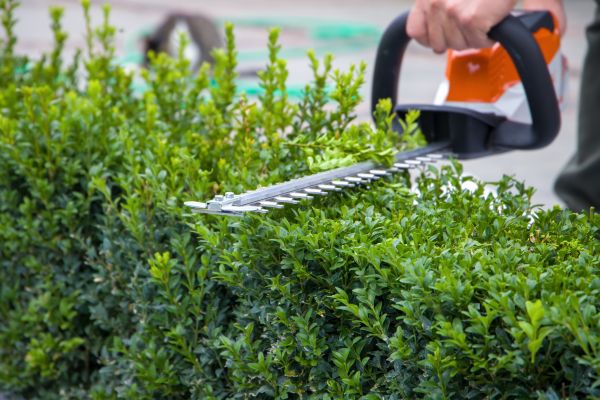 Hedge Shearing in Poulsbo