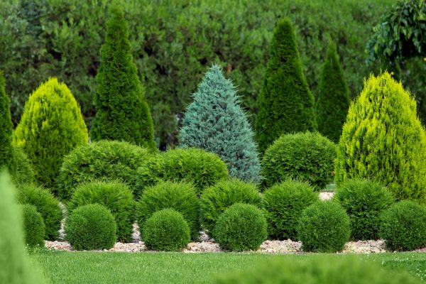 Cost of Shrub Shaping in Poulsbo