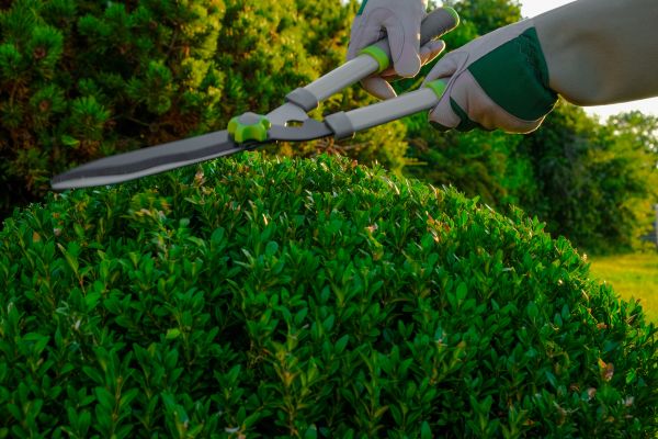 Cost of Topiary Shearing in Poulsbo