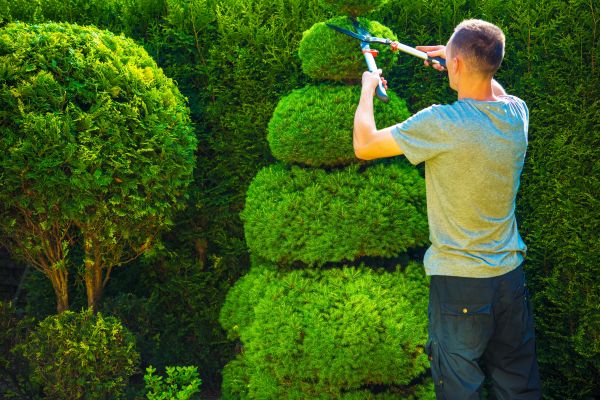 Cost of Topiary Shaping in Poulsbo