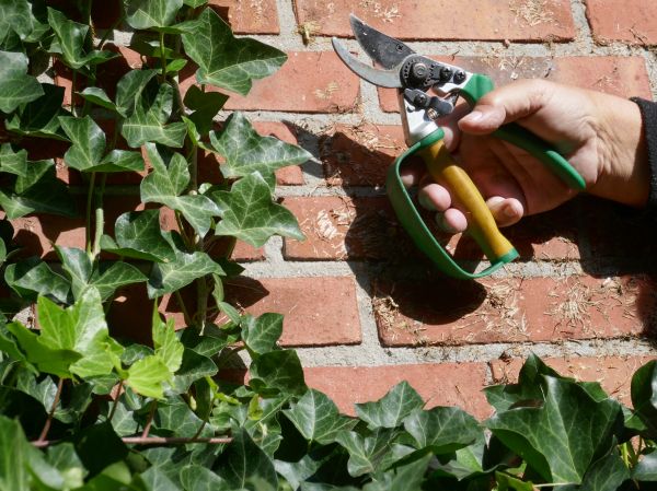 Cost of Ivy Removal Service in Poulsbo