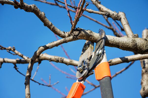 Cost of Selective Pruning in Poulsbo