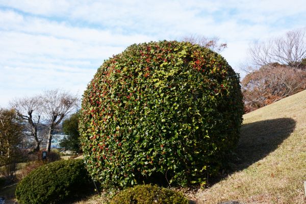 Cost of Holly Trimming in Poulsbo
