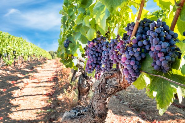 Grapevine Pruning in Poulsbo