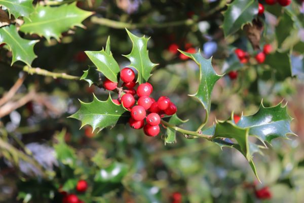 Cost of Holly Tree Trimming in Poulsbo