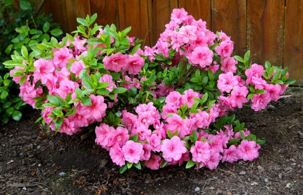 Cost of Azaleas Removal in Poulsbo