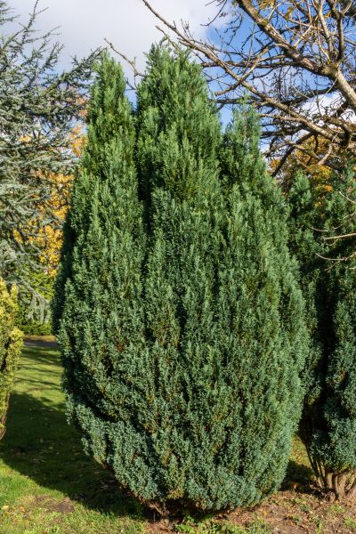 Cost of Juniper Trimming in Poulsbo