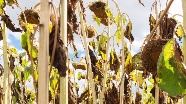 Cost of Dead Plant Removal in Poulsbo