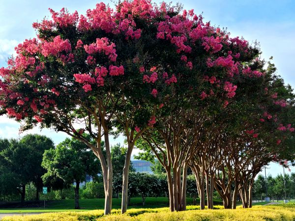 Crepe Myrtle Pruning in Poulsbo