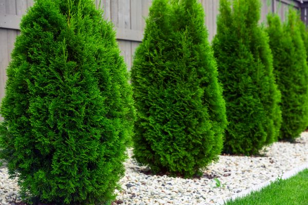 Cost of Arborvitae Pruning in Poulsbo