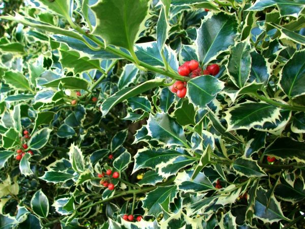 Cost of Holly Bushes Trimming in Poulsbo