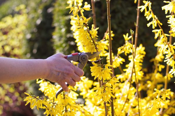 Forsythia Pruning in Poulsbo