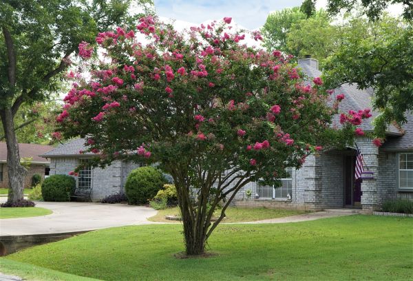 Crepe Myrtle Trimming in Poulsbo