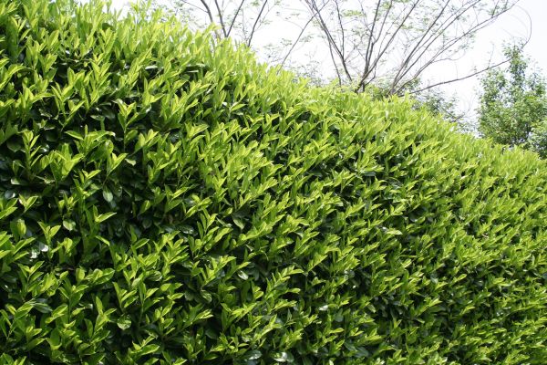Cost of Laurel Shrub Removal in Poulsbo