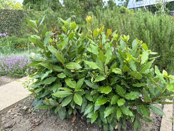 Cost of Laurel Hedge Removal in Poulsbo