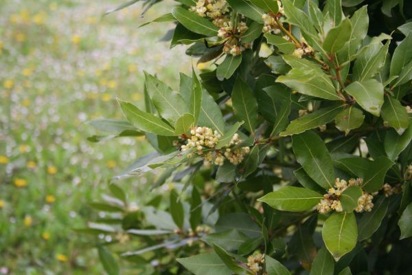Cost of Laurel Trimming in Poulsbo