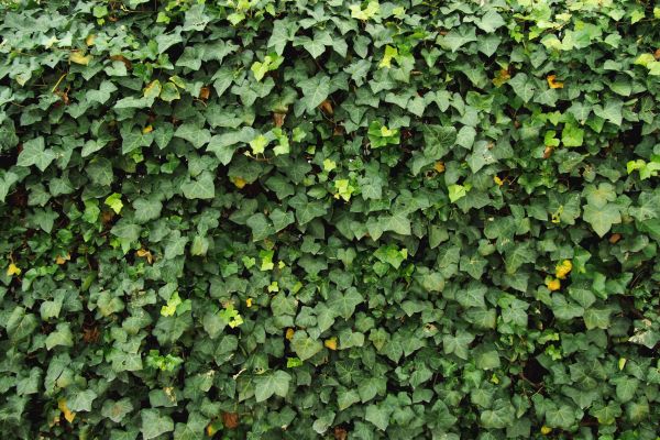 Cost of Ivy Pruning service in Poulsbo