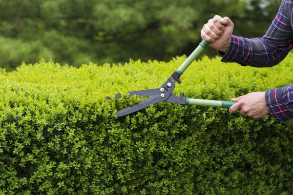 Cost of Evergreen Shrub Pruning in Poulsbo