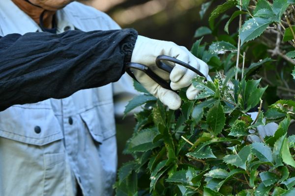 Holly Pruning in Poulsbo