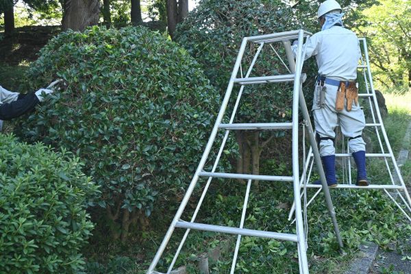 Cost of Holly Shaping in Poulsbo