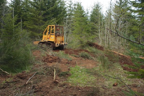 Cost of Shrubbery Clearing in Poulsbo