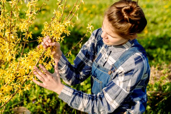 Cost of Forsythia Trimming in Poulsbo