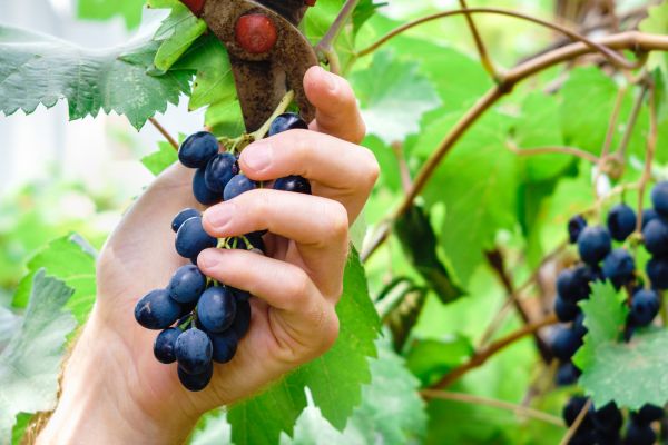Cost of Vineyard Pruning in Poulsbo