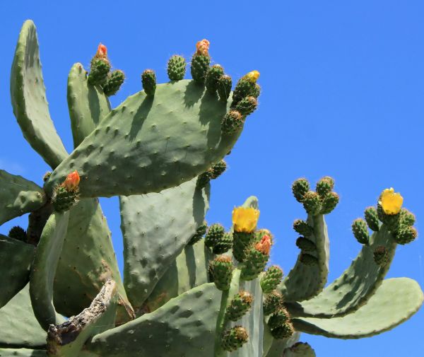 Cost of Cactus Removal in Poulsbo