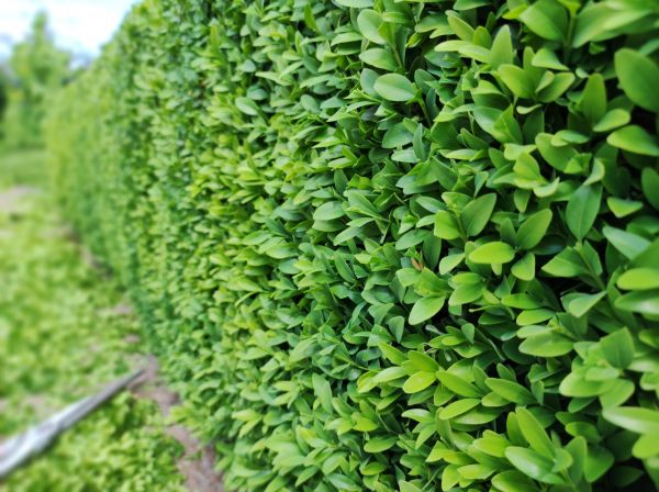 Boxwood Pruning in Poulsbo