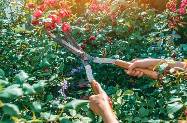 Knockout Roses Pruning in Poulsbo