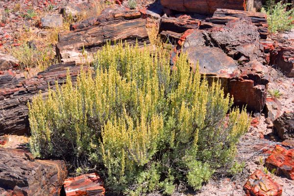 Cost of Sagebrush Removal in Poulsbo