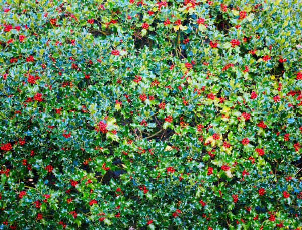 Cost of Holly Bush Removal in Poulsbo