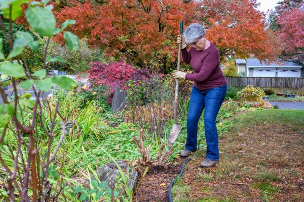 Cost of Dead Bush Removal in Poulsbo