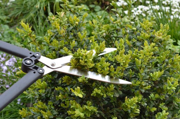 Boxwood Trimming in Poulsbo