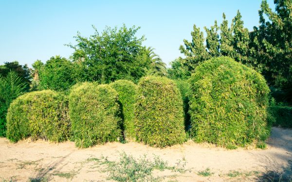 Cost of Bamboo Hedge Removal in Poulsbo