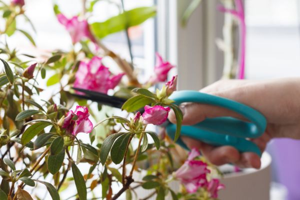 Azalea Pruning in Poulsbo