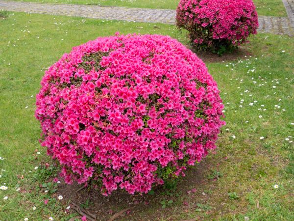 Cost of Rhododendron Pruning in Poulsbo