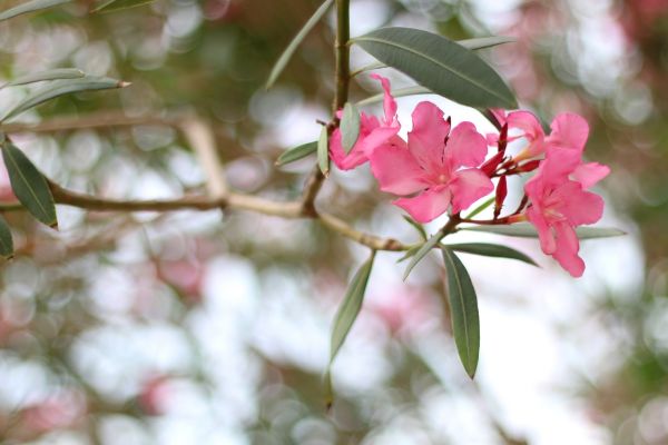 Cost of Oleander Removal in Poulsbo