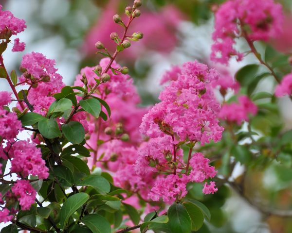 Cost of Crepe Myrtle Removal in Poulsbo