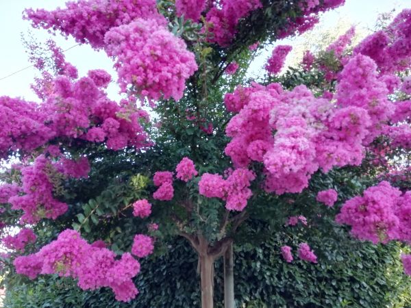 Cost of Crape Myrtle Pruning in Poulsbo